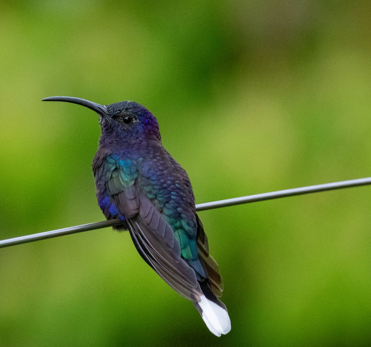 Colibrí Morado - ML647328912