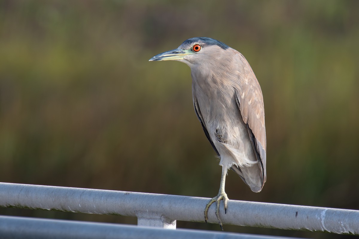 Martinete Común - ML647328913