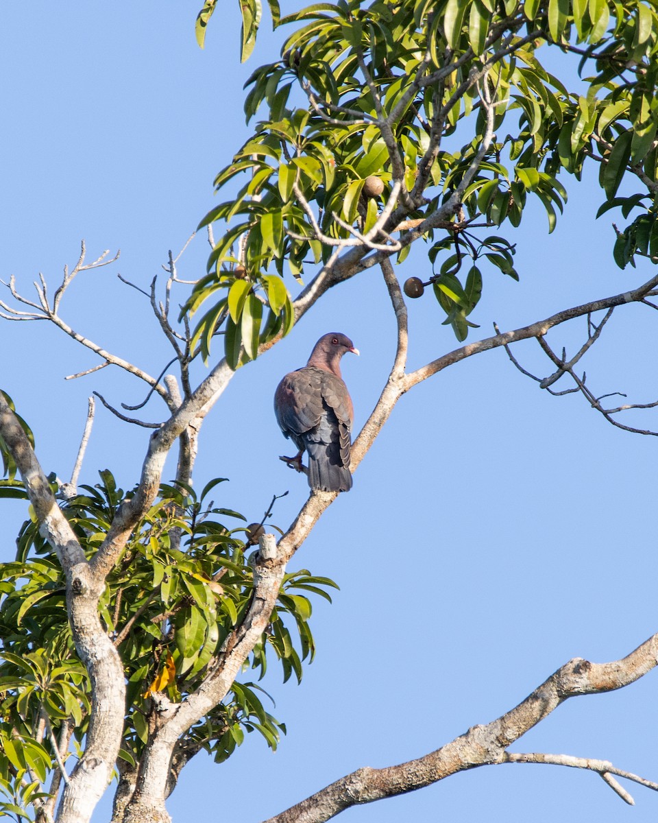 Paloma Piquirroja - ML647328917