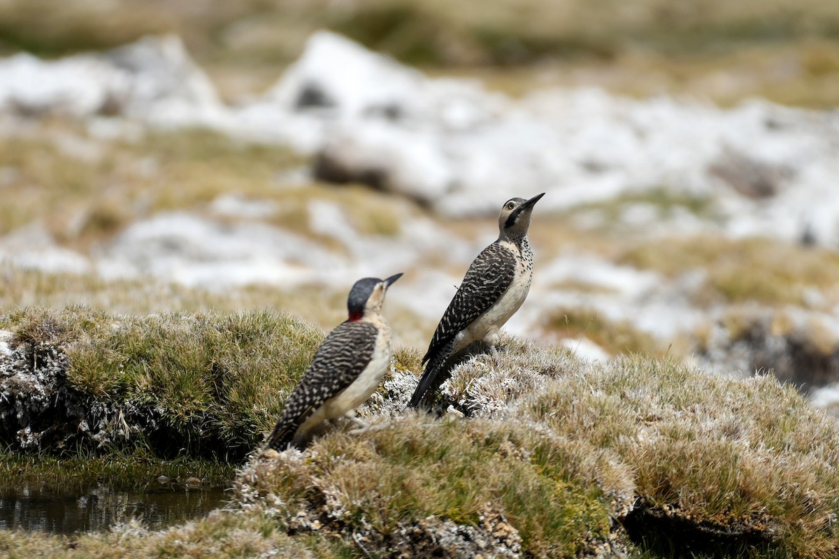 Carpintero Andino - ML647328918