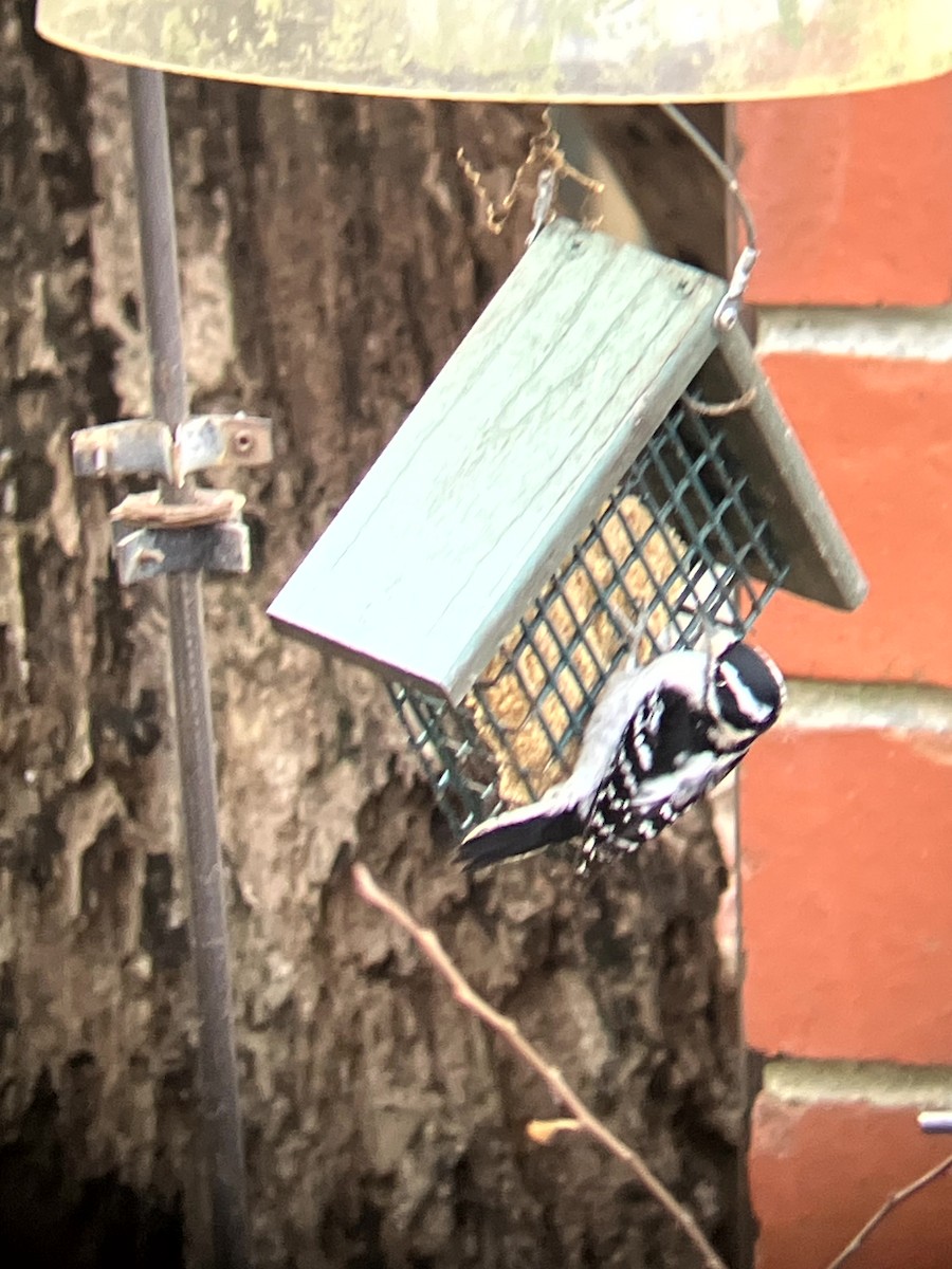 Pico Pubescente - ML647328919