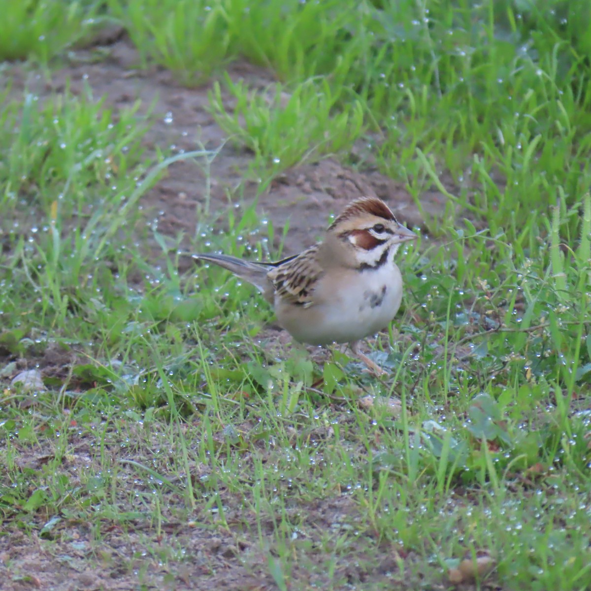 Chingolo Arlequín - ML647328924