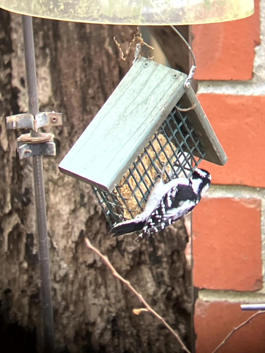 Pico Pubescente - ML647328925