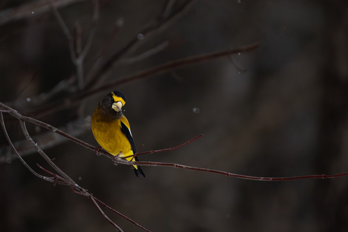 Picogordo Vespertino - ML647328928