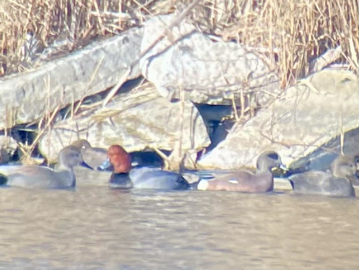 Porrón Americano - ML647328931