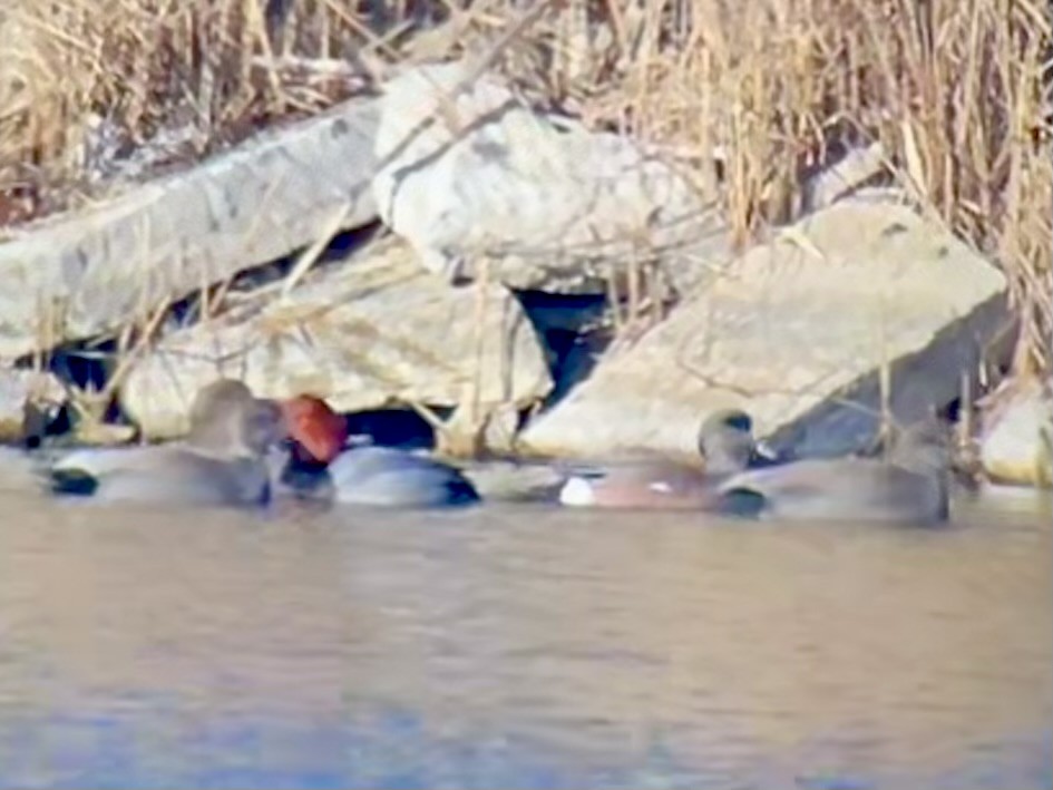 Porrón Americano - ML647328932