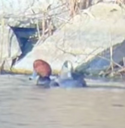 Porrón Americano - ML647328933