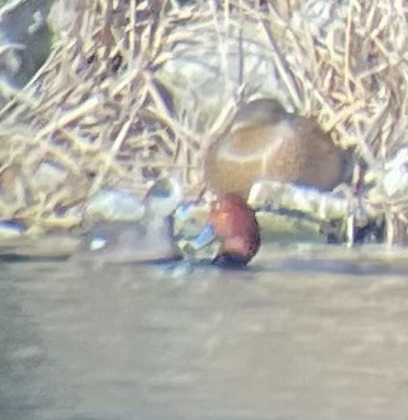 Porrón Americano - ML647328934