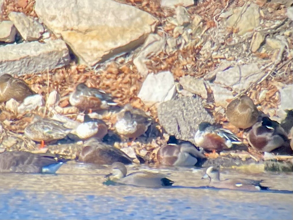 Porrón Americano - ML647328935