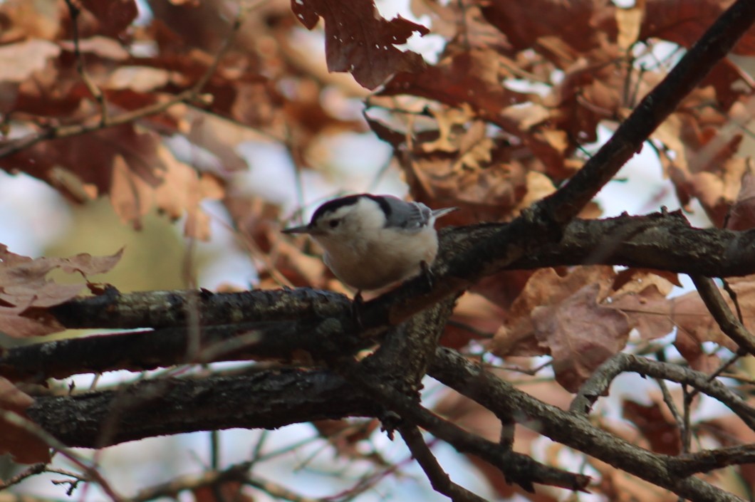 White-breasted Nuthatch - ML647328940