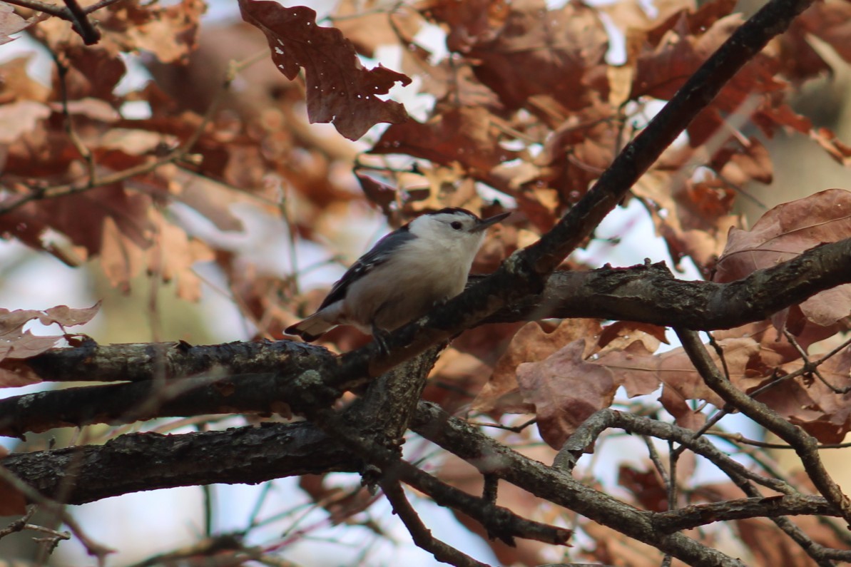 White-breasted Nuthatch - ML647328941