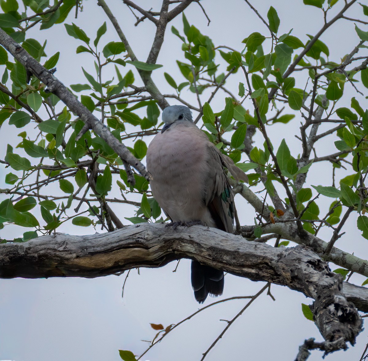 Emerald-spotted Wood-Dove - ML647328948