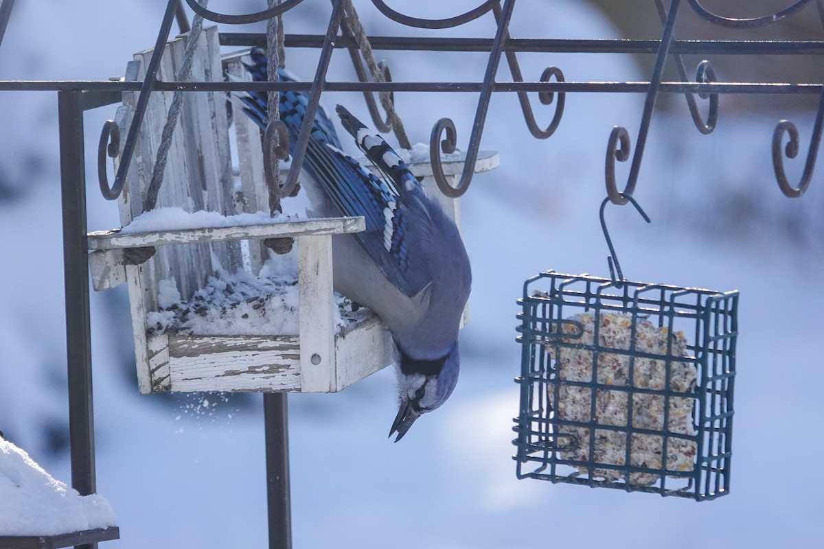 Blue Jay - ML647328961