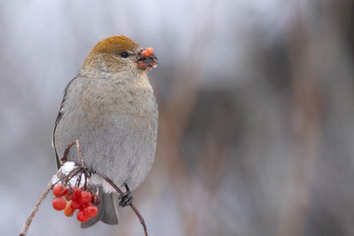 Pinu-gailupa - ML647328963