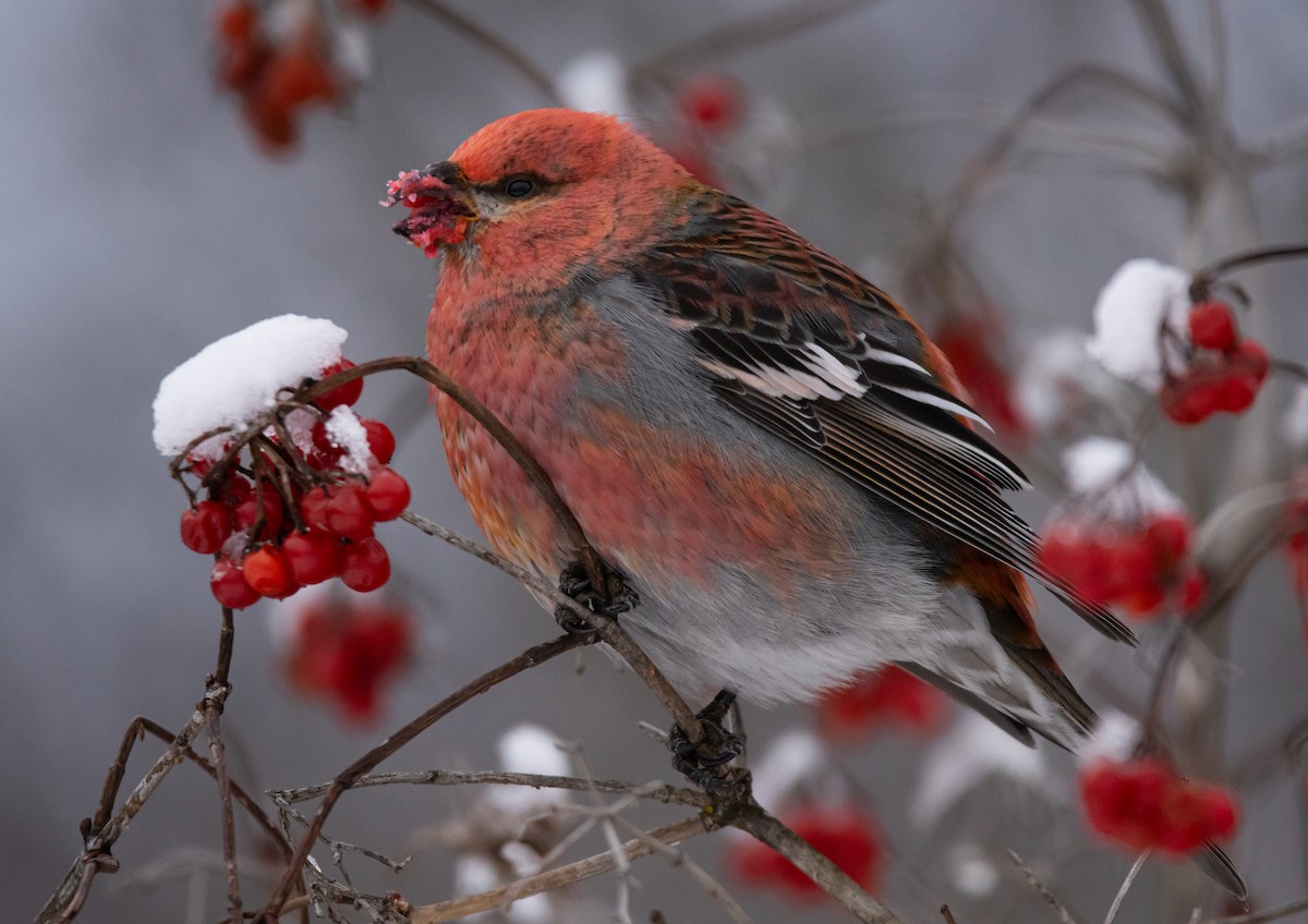 Pine Grosbeak - ML647328964