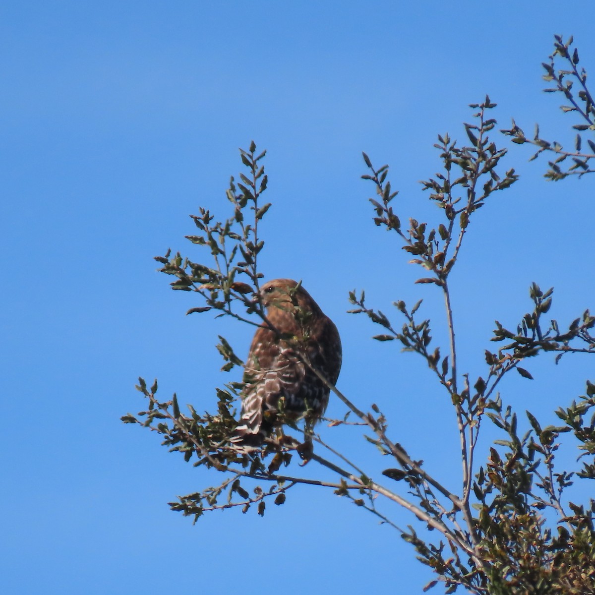 Red-shouldered Hawk - ML647328974
