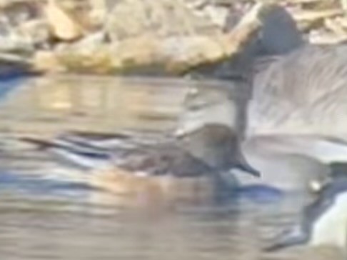 American Wigeon - ML647328975
