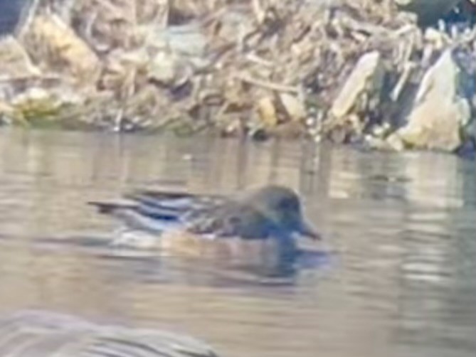 American Wigeon - ML647328976