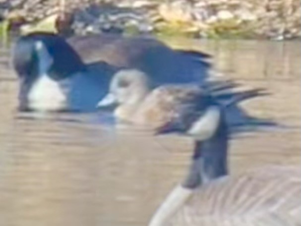 American Wigeon - ML647328977