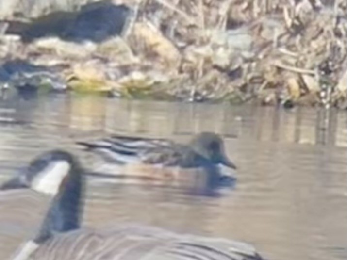 American Wigeon - ML647328978