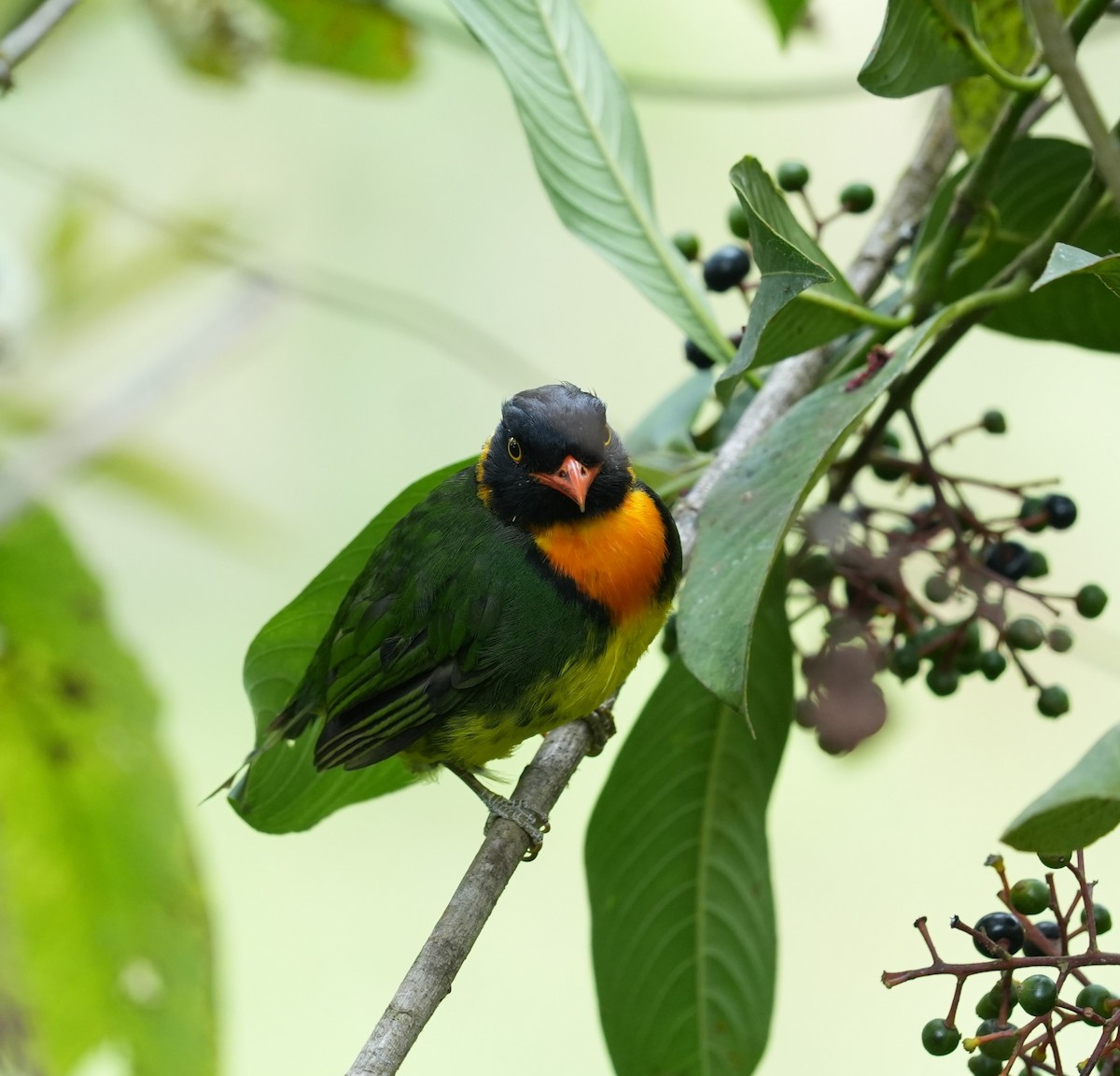 Orange-breasted Fruiteater - ML647328979