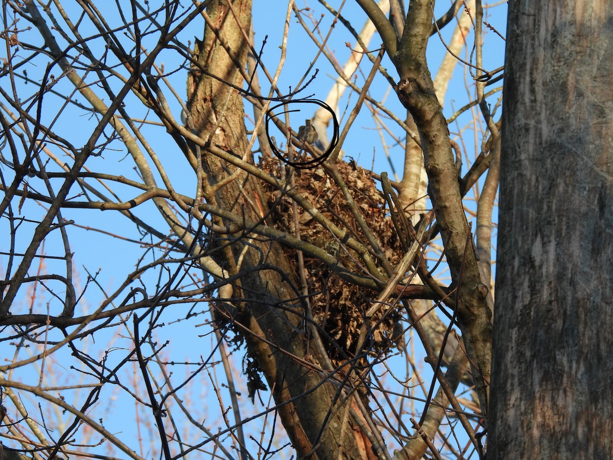 Dark-eyed Junco - ML647328980