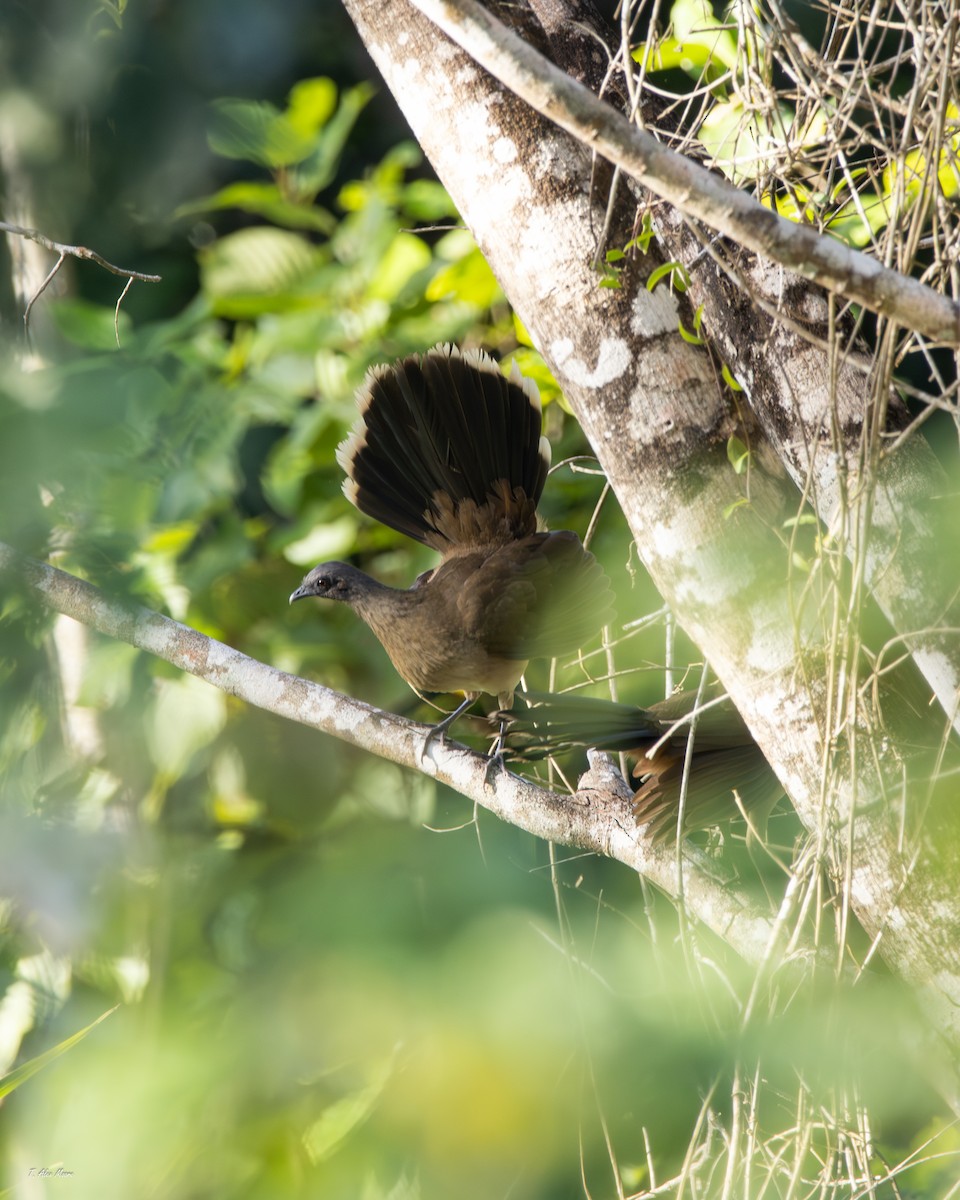 Plain Chachalaca - ML647328981