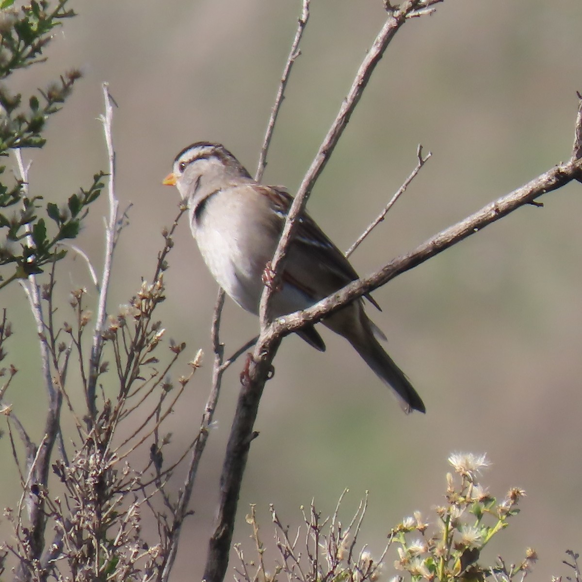 White-crowned Sparrow - ML647328983