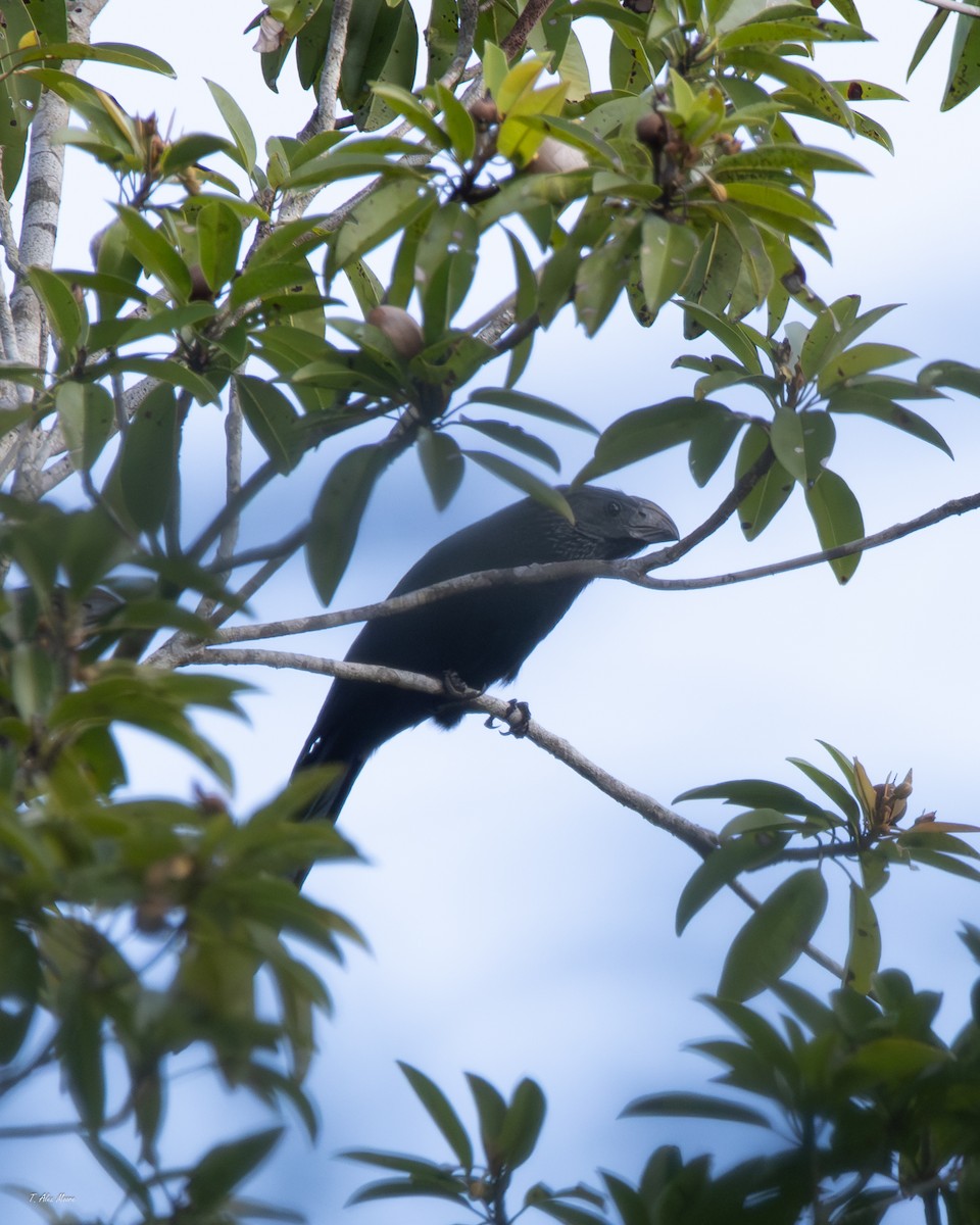 Groove-billed Ani - ML647328986