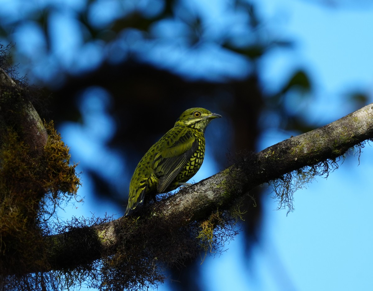 Scaled Fruiteater - ML647328987