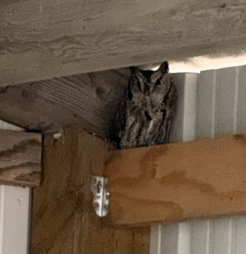 Western Screech-Owl - ML647328990