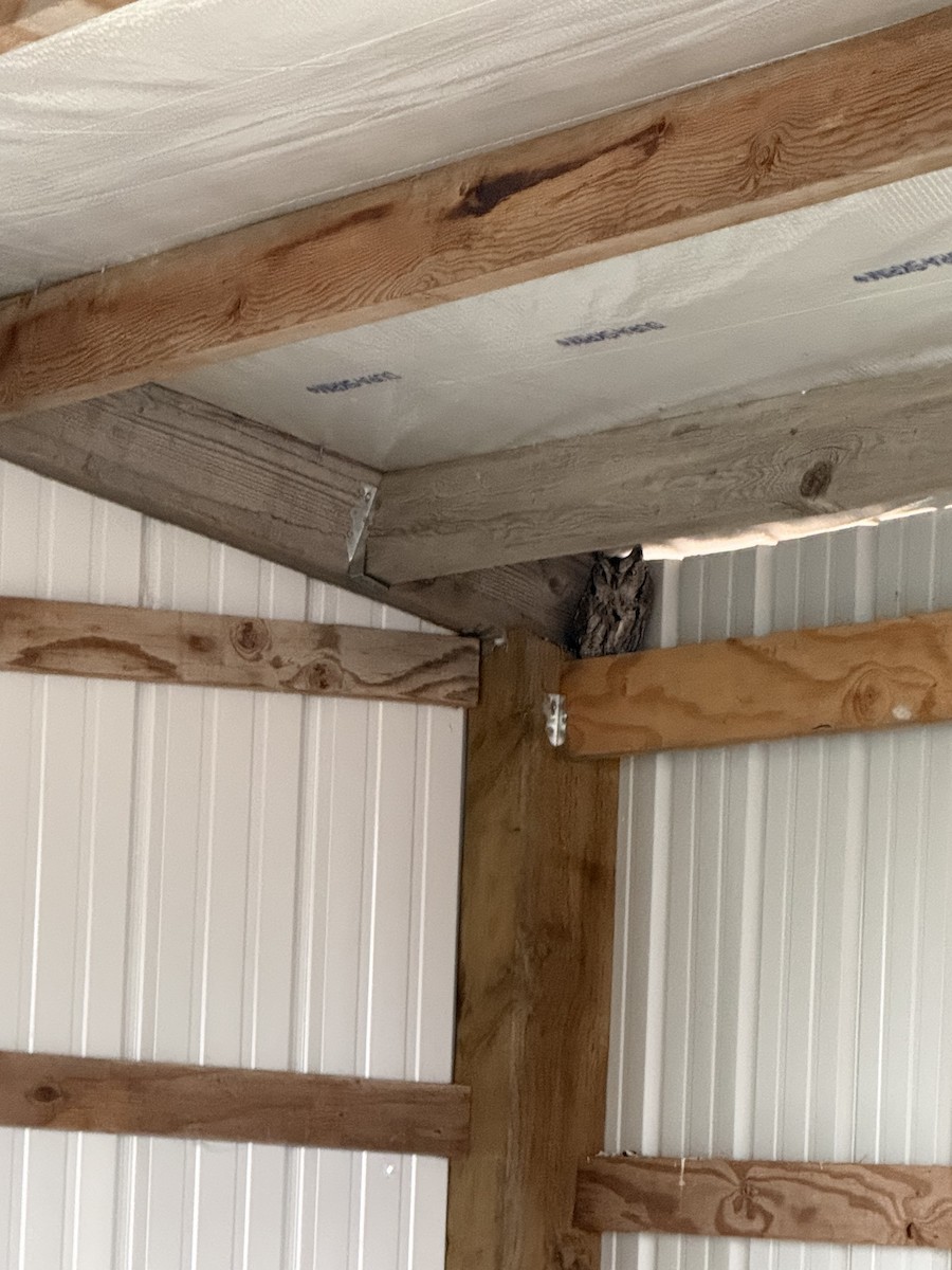 Western Screech-Owl - ML647328991