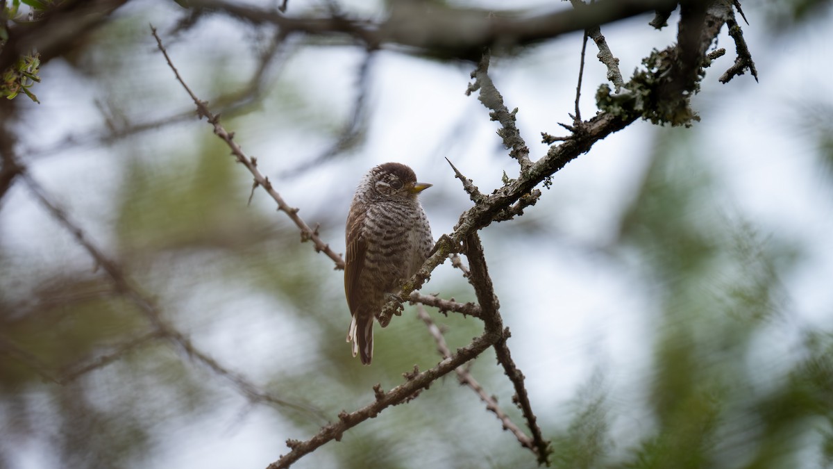 White-barred Piculet - ML647328994