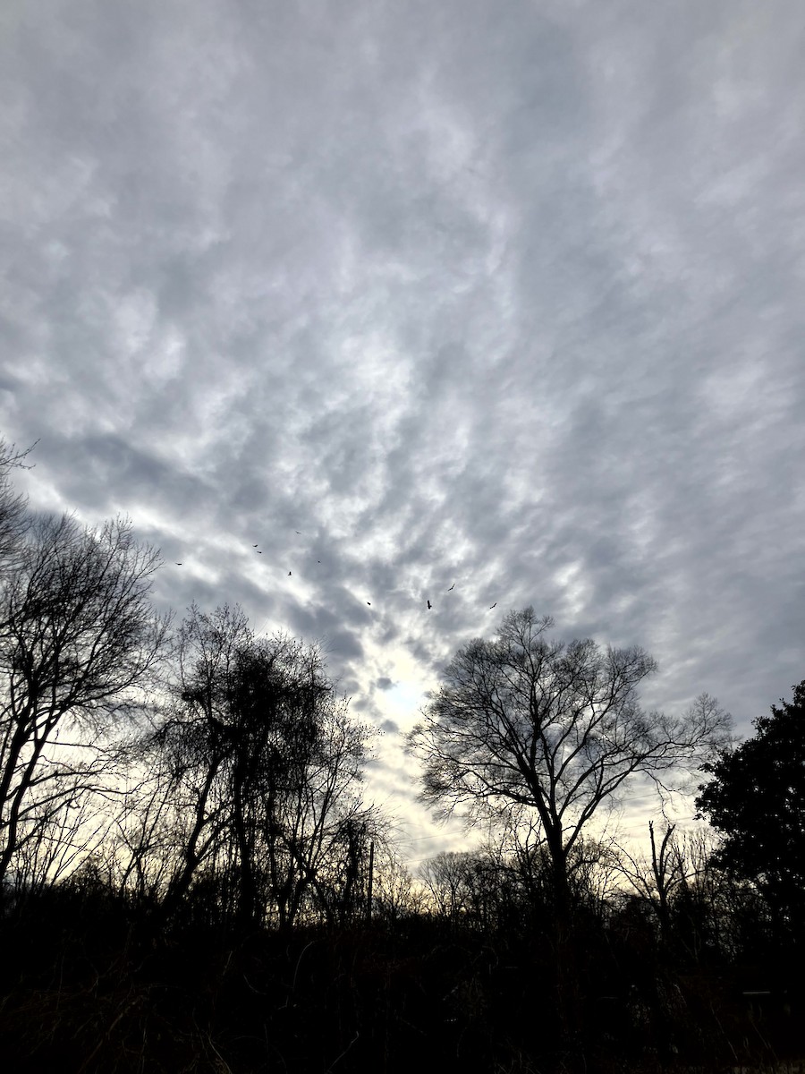 Turkey Vulture - ML647328995