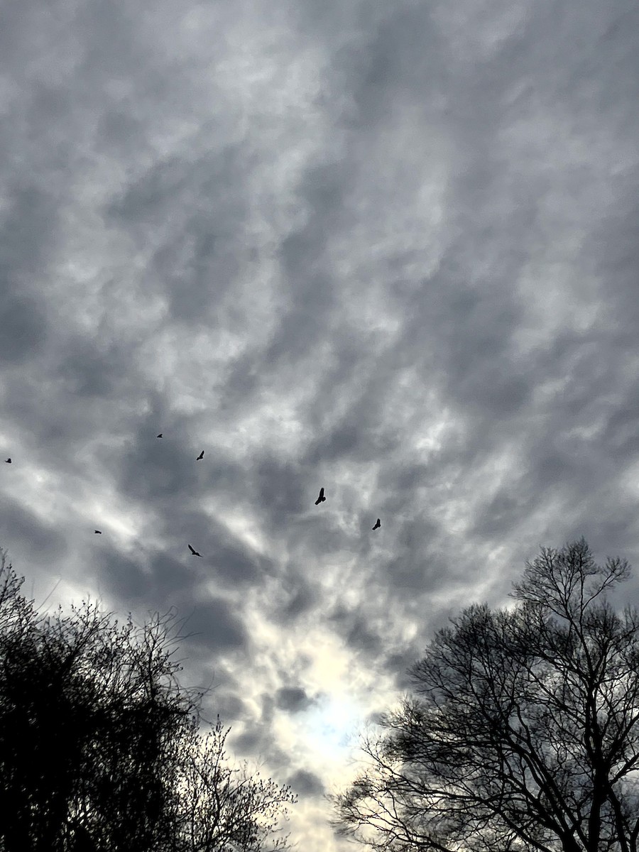 Turkey Vulture - ML647328998