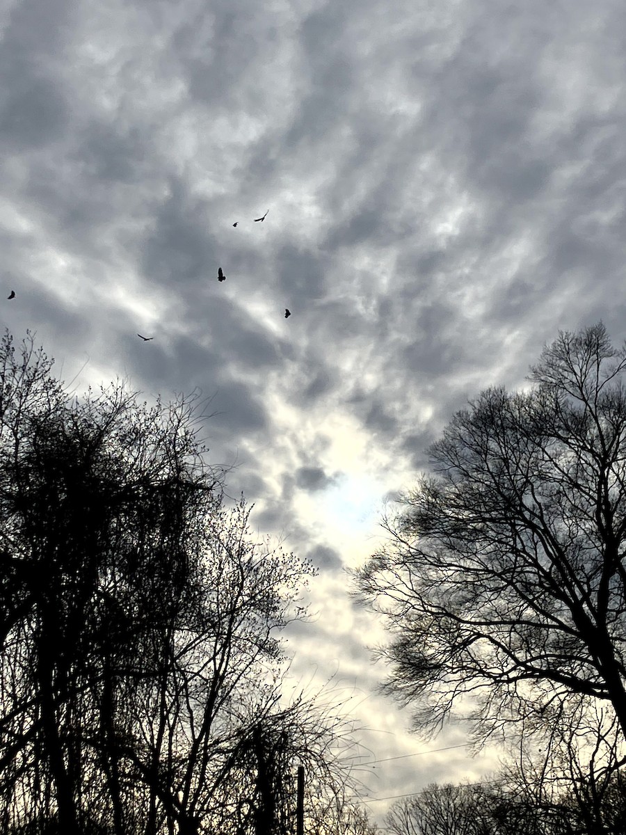 Turkey Vulture - ML647329000