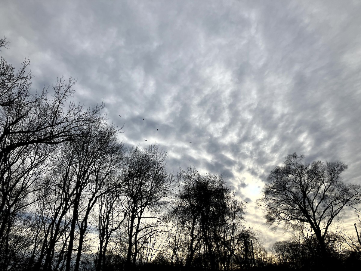 Turkey Vulture - ML647329001