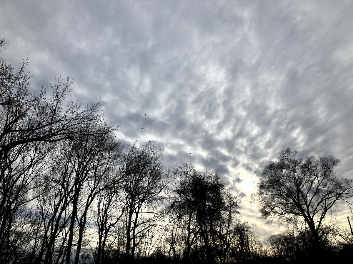 Turkey Vulture - ML647329002