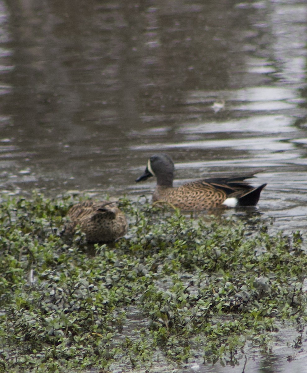 Blue-winged Teal - ML647329003