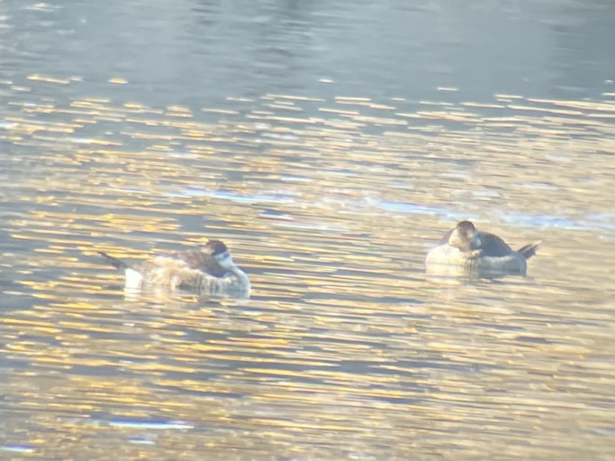 Ruddy Duck - ML647329004