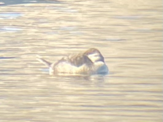 Ruddy Duck - ML647329005