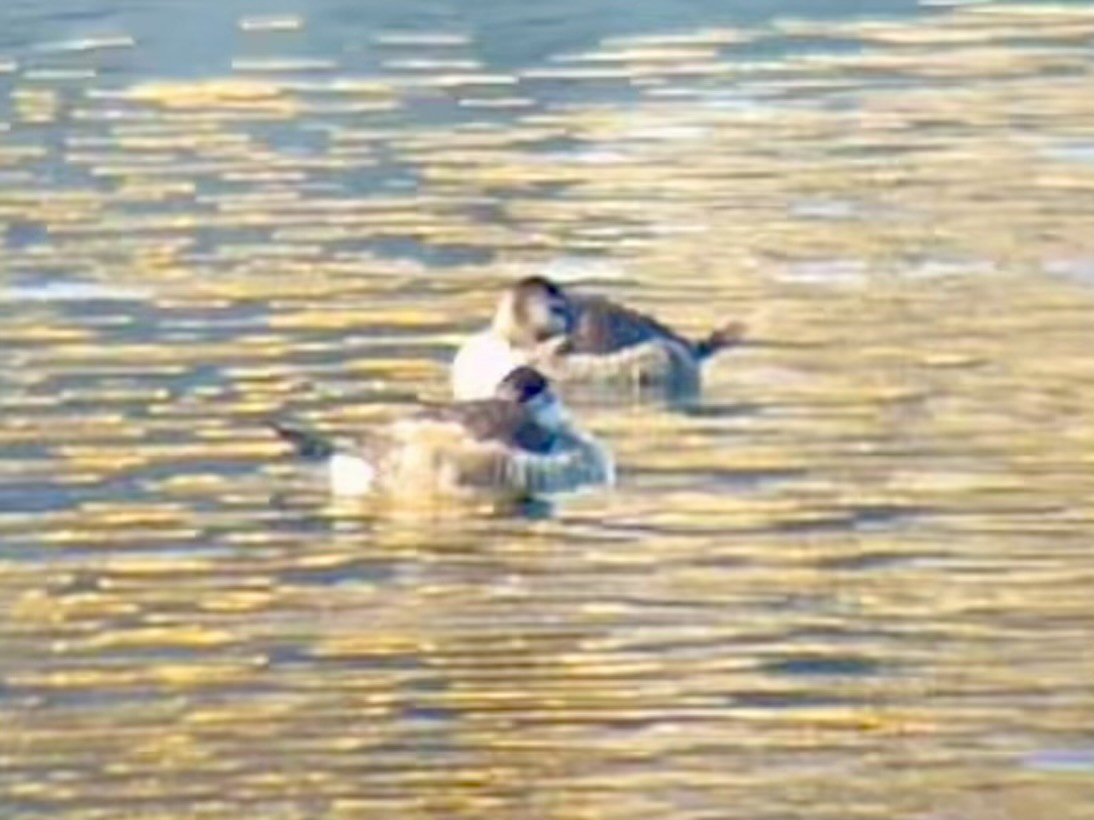 Ruddy Duck - ML647329006