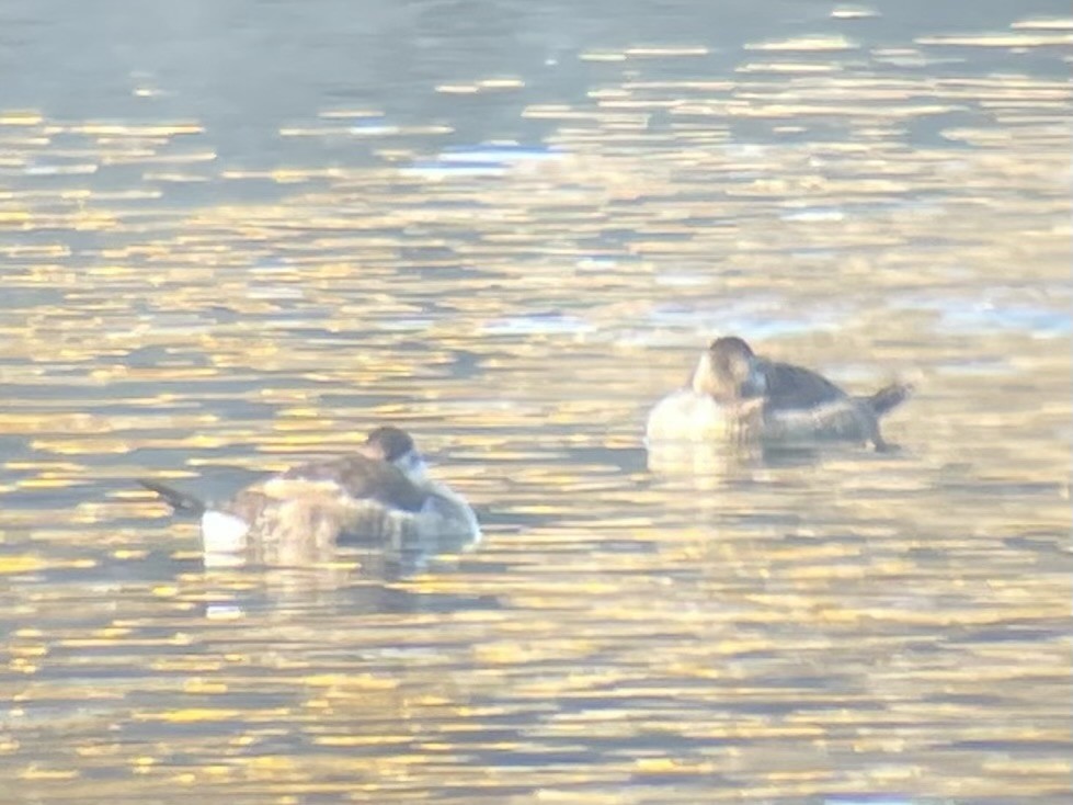 Ruddy Duck - ML647329007