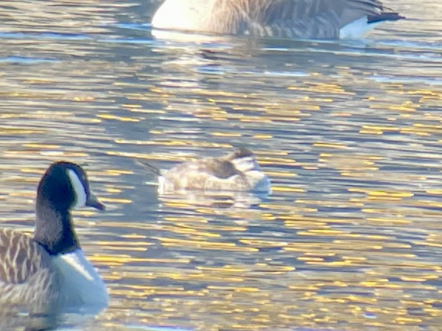 Ruddy Duck - ML647329008