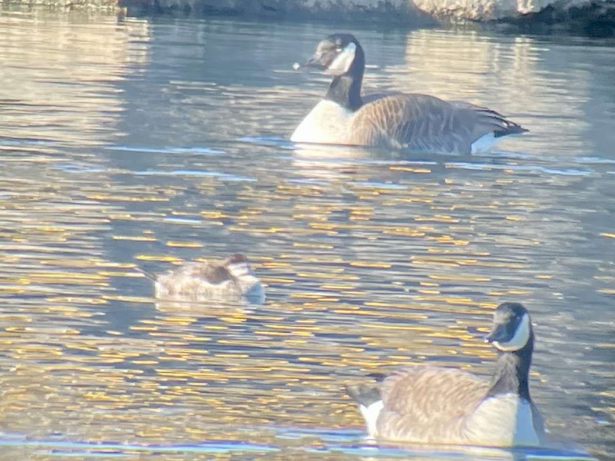 Ruddy Duck - ML647329009