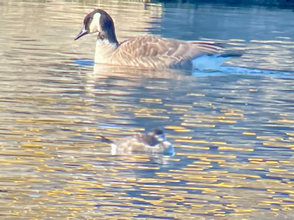 Ruddy Duck - ML647329010
