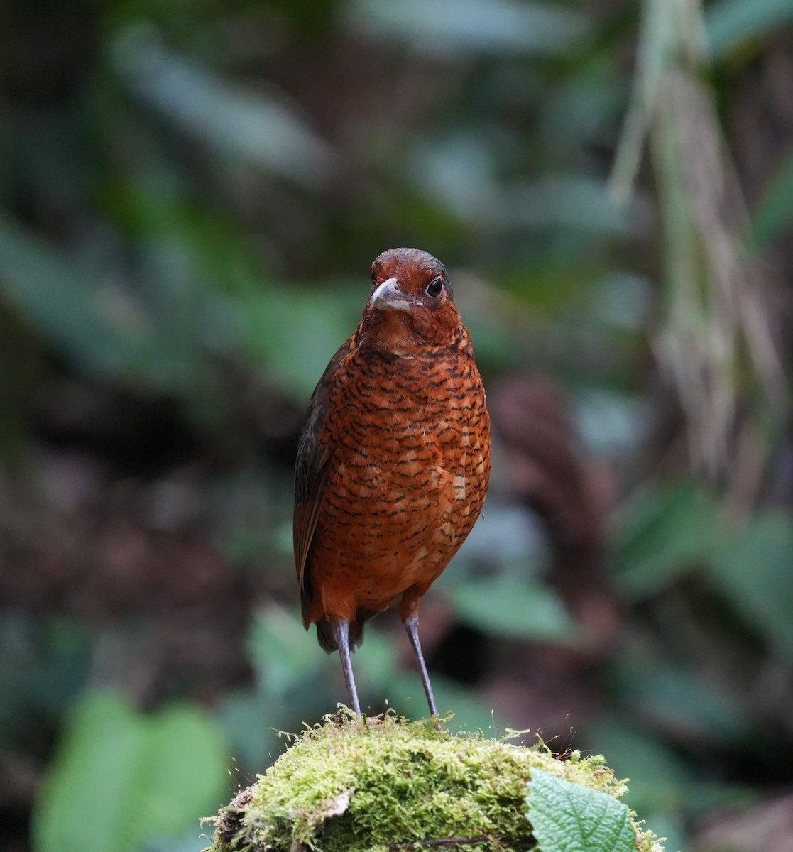 オニジアリドリ - ML647329013