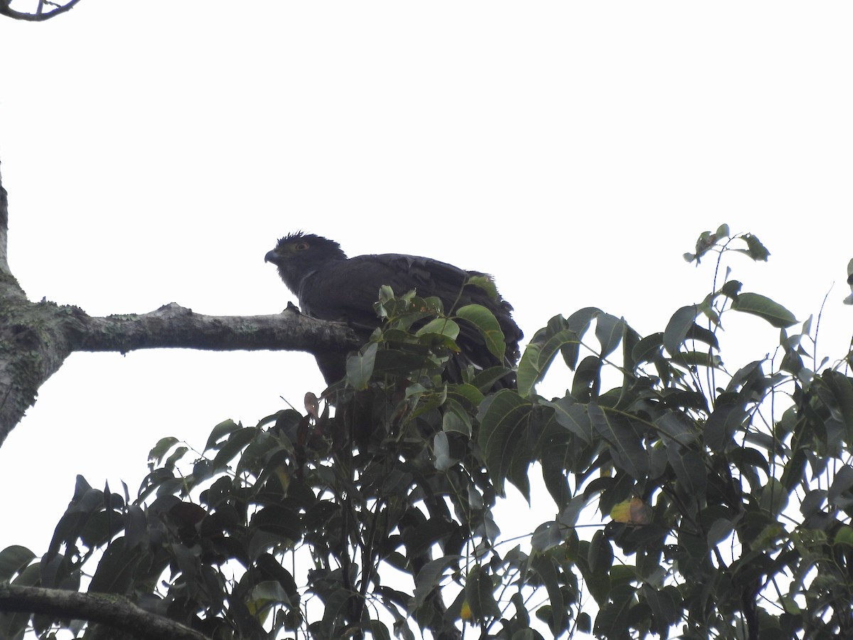 Épervier bicolore - ML647329014