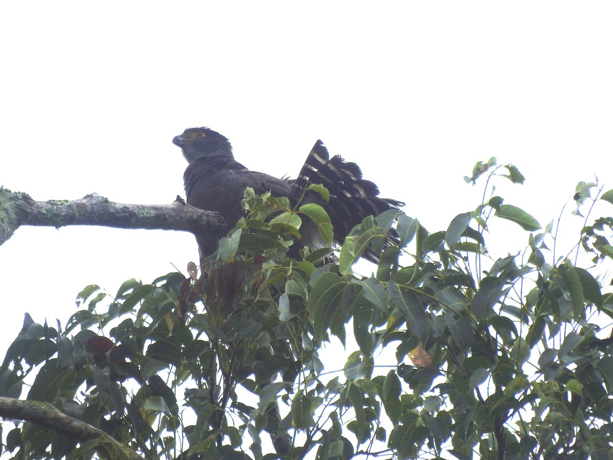 Épervier bicolore - ML647329015