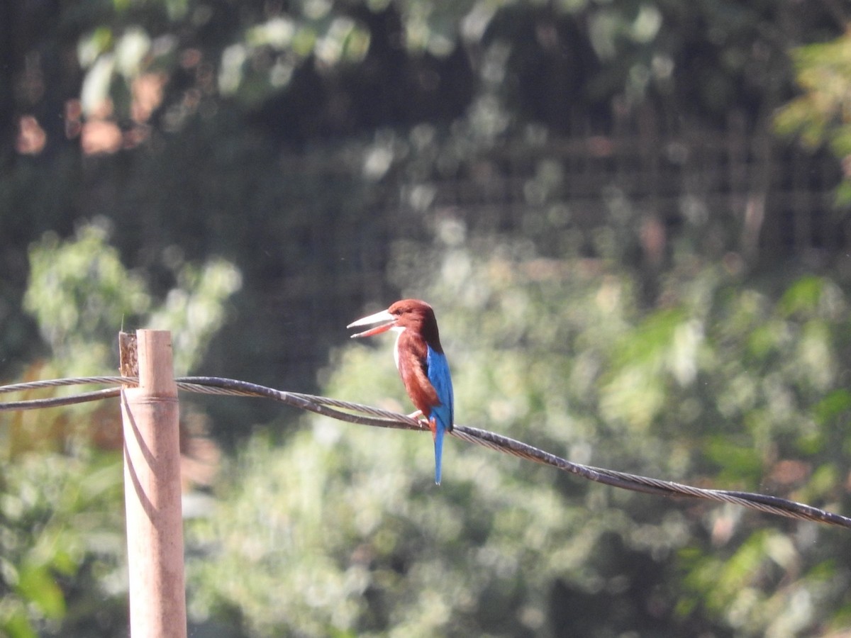 White-throated Kingfisher - ML647329018